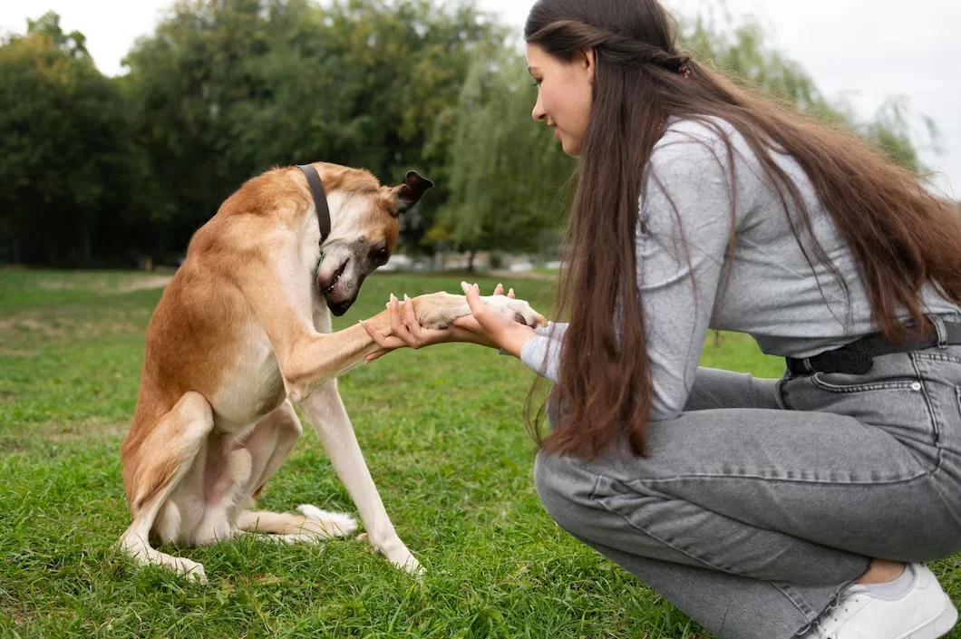 Potential Risks From Dog Bites